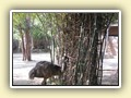 Ein Import aus Australien: ein Emu